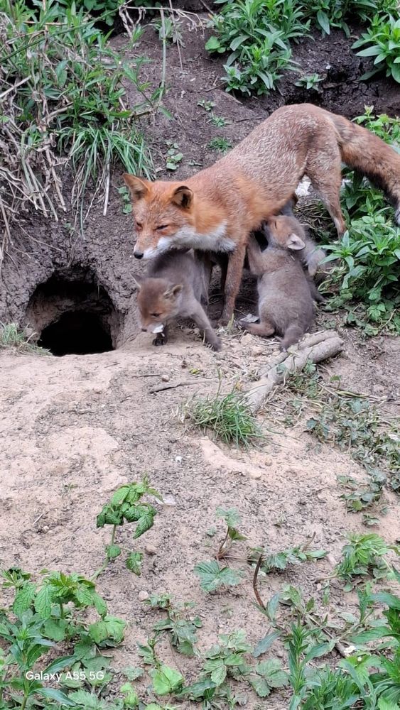 Et enfin, pour achever de vous tirer des "haaann" d'émotions, la renarde avec 2 de ses petits, dont l'un qui tête sa môman