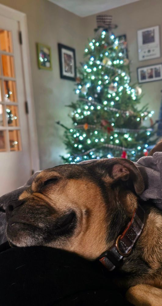 Sleeping dog with out of focus Christmas tree in the background