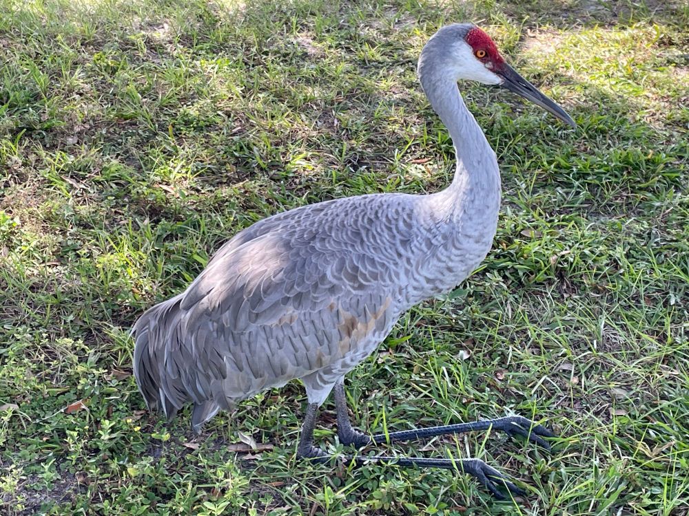A sandhill crane sitting like a dog in the grass.
