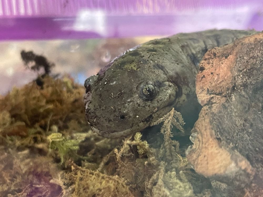 Bucky, a male western tiger salamander, poking his head out from inside a cork round.