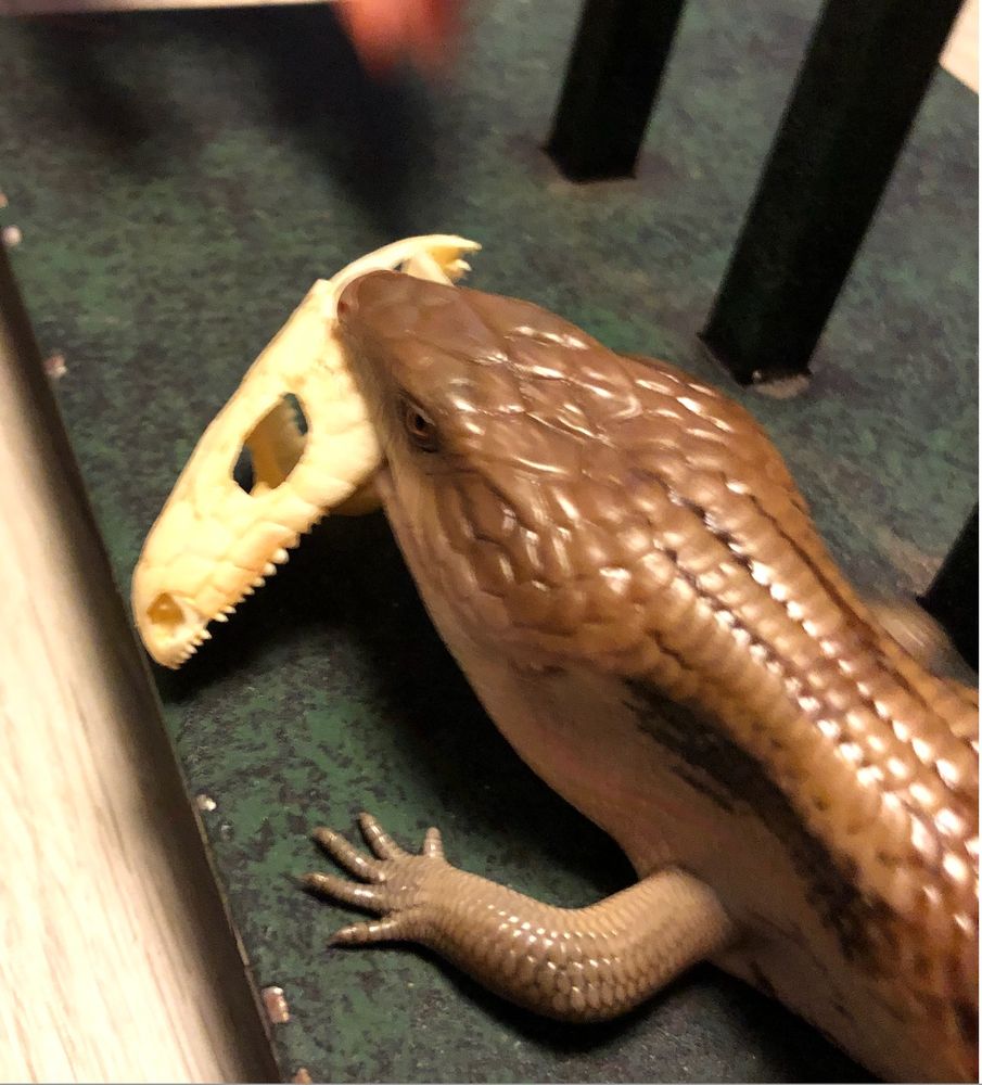 Kyle (a male northern blue tongue skink) holding a blue tongue skink skull in his mouth.