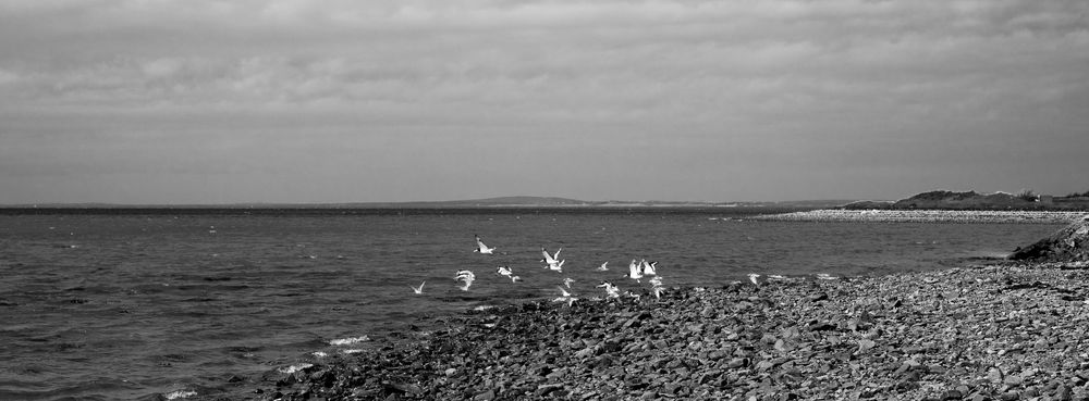 Black & white photo of some seabirds taking flight from a rocky beach