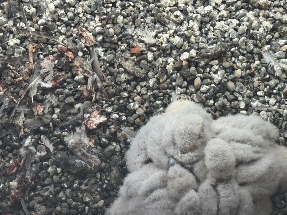 Four peregrine falcon eyasses cuddle together while crying for their breakfast.