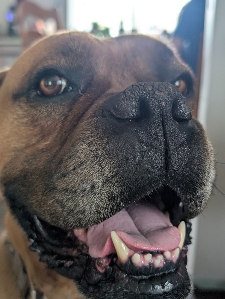 close up shot of a boxer's face 🐶
his name is potato
