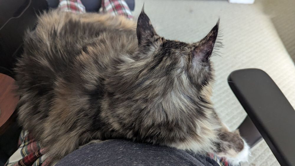 A long-haired cat sprawled in the POV lap