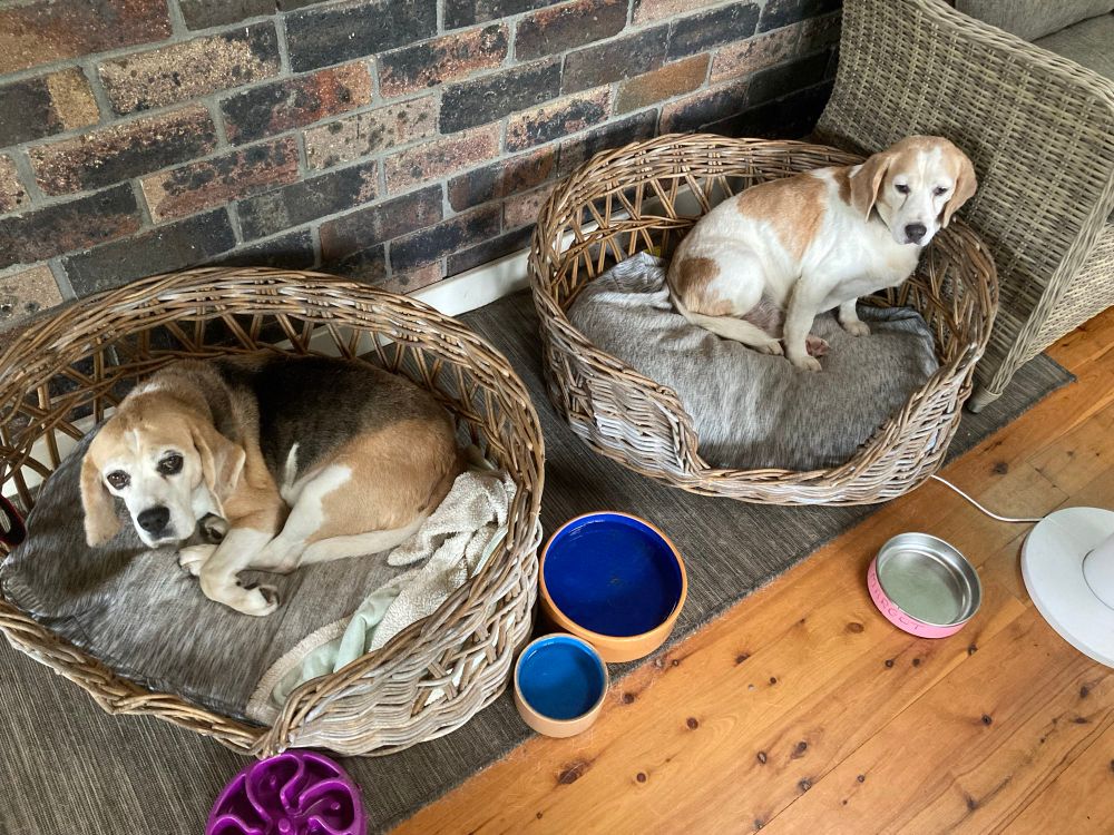 Two beagles look up at the photographer from their beds.