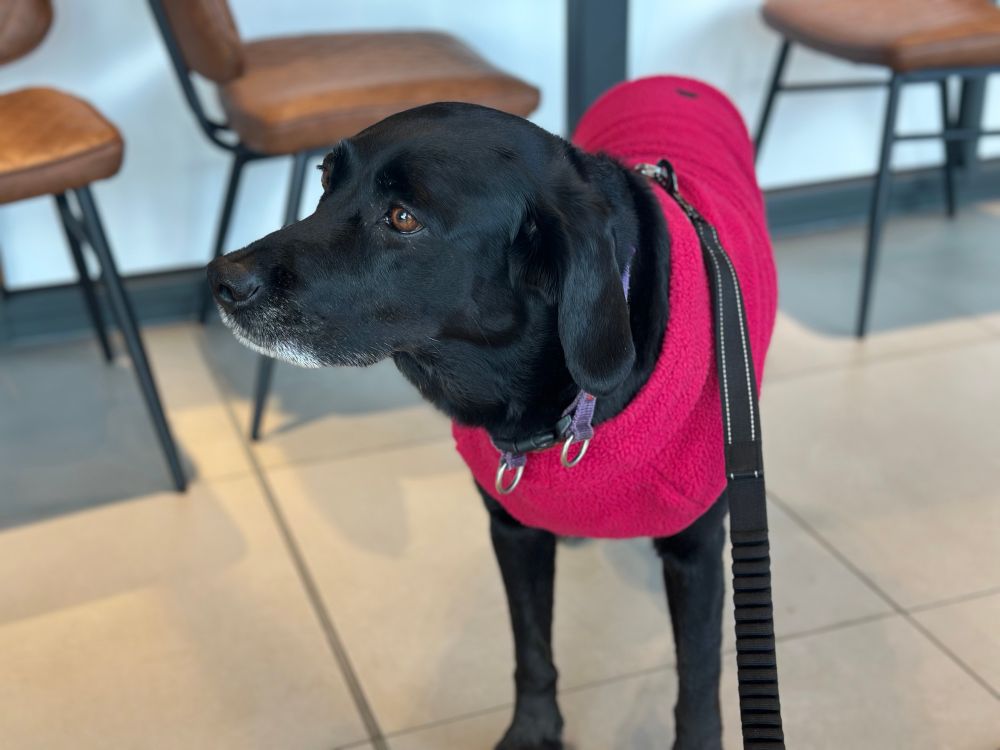 Luna wearing her pink jumper is in a cafe, standing patiently waiting to go.