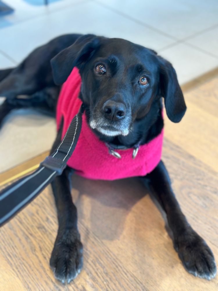 A black Labrador in a pink jumper is lying down on the cafe floor hoping for crumbs to fall her way. 