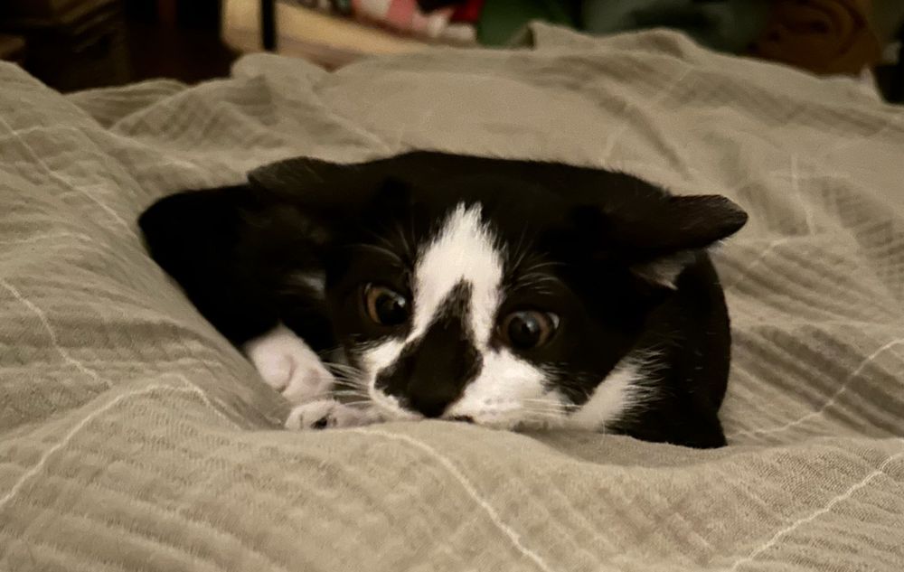 smol tuxedo kitten in pounce mode