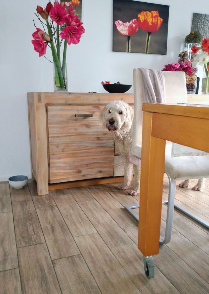 Ein großer weißer Hund steht im Esszimmer, im Vordergrund ein Tischbein und ein Stuhl, dahinter der Hund, und im Hintergrund ein Schrank.