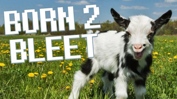 An adorable baby goat with the text "Born 2 Bleet" next to it.