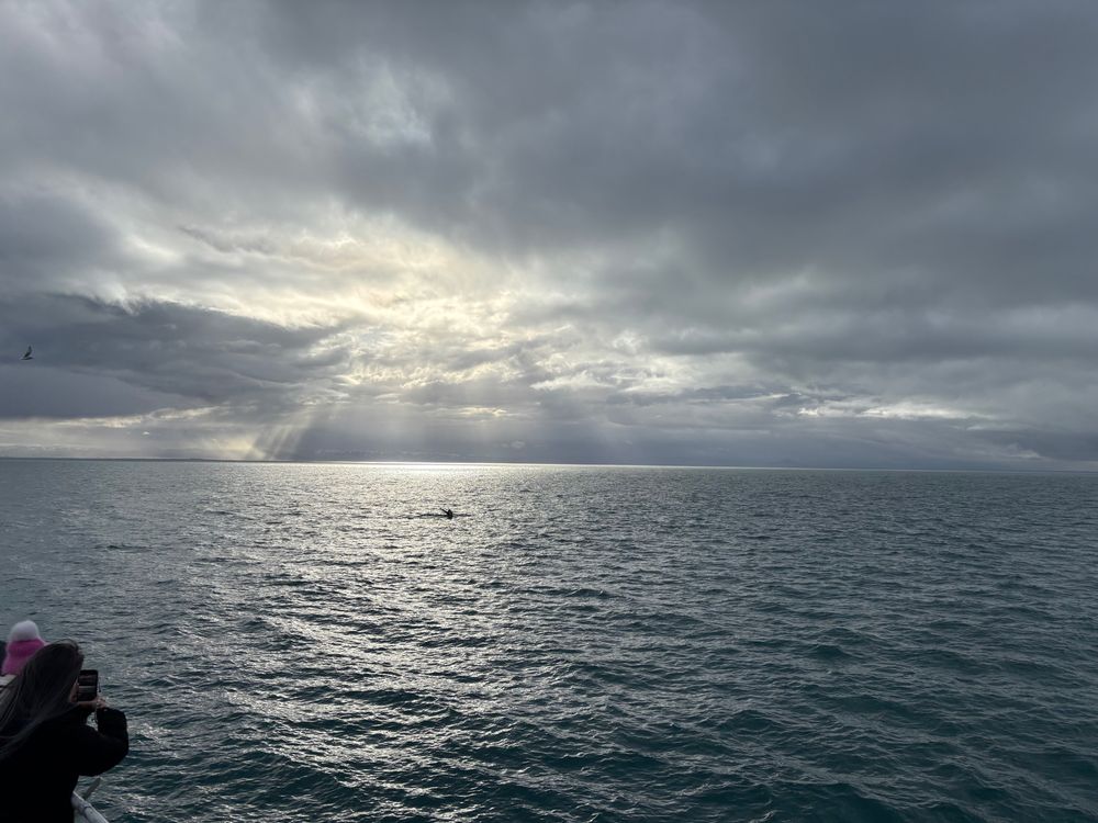 The fluke of a humpback whale in sunbeams through clouds, poking out of the water 