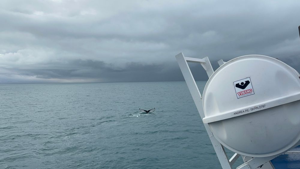The fluke of a humpback whale poking out of the water in the Faxaflói bay near Reykjavik 