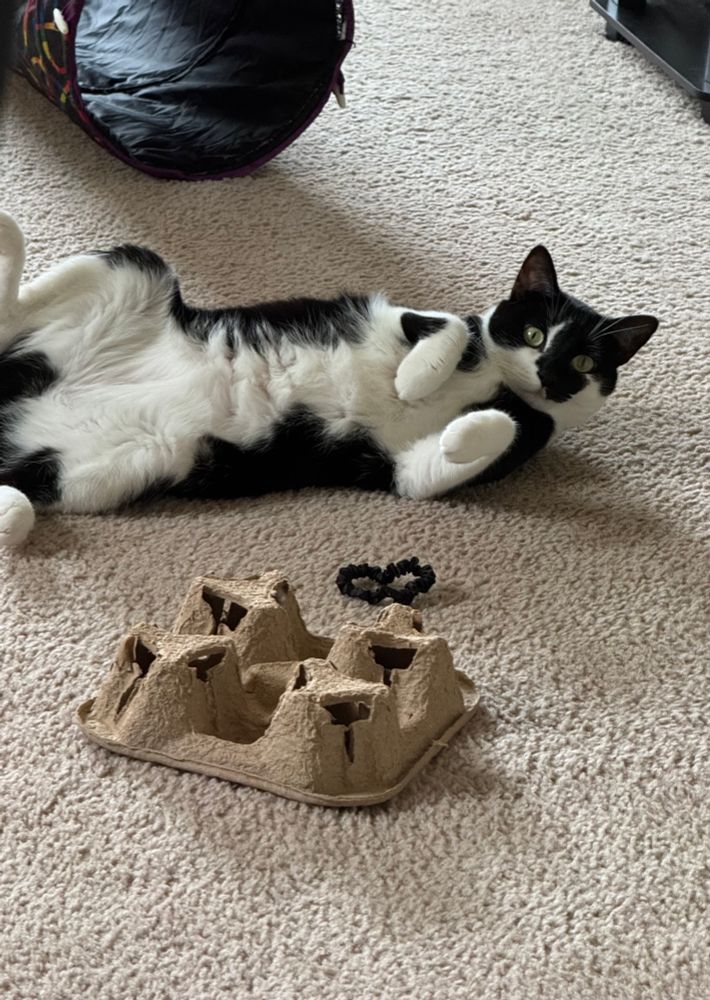 A black and white tuxedo cat with green eyes lying on her side and lifting her head to look at the camera. In the foreground is a hair tie she’s obsessed with and a recycled cardboard cup holder she is also obsessed with, for some reason. But she’s my for real daughter whom I birthed and raised so I will never deny her anything.