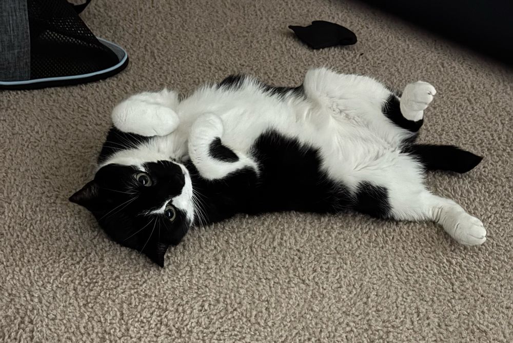 a black and white tuxedo cat lying on her back 
