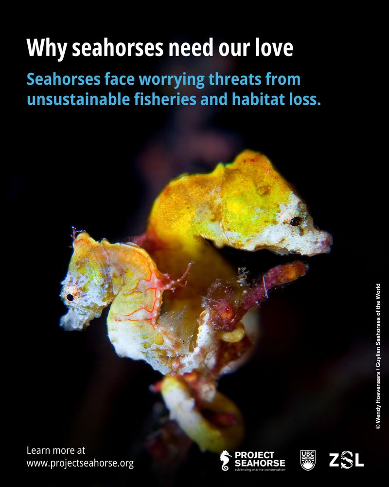 A close-up photograph of pygmy seahorses camouflaged against a matching coral-like structure. The text at the top reads, "Why seahorses need our love," followed by "Seahorses face worrying threats from unsustainable fisheries and habitat loss." At the bottom, there is a call to action: "Learn more at www.projectseahorse.org." Logos of Project Seahorse, UBC, and ZSL are also present. The image is credited to Wendy Hoevenaars / Guylian Seahorses of the World.