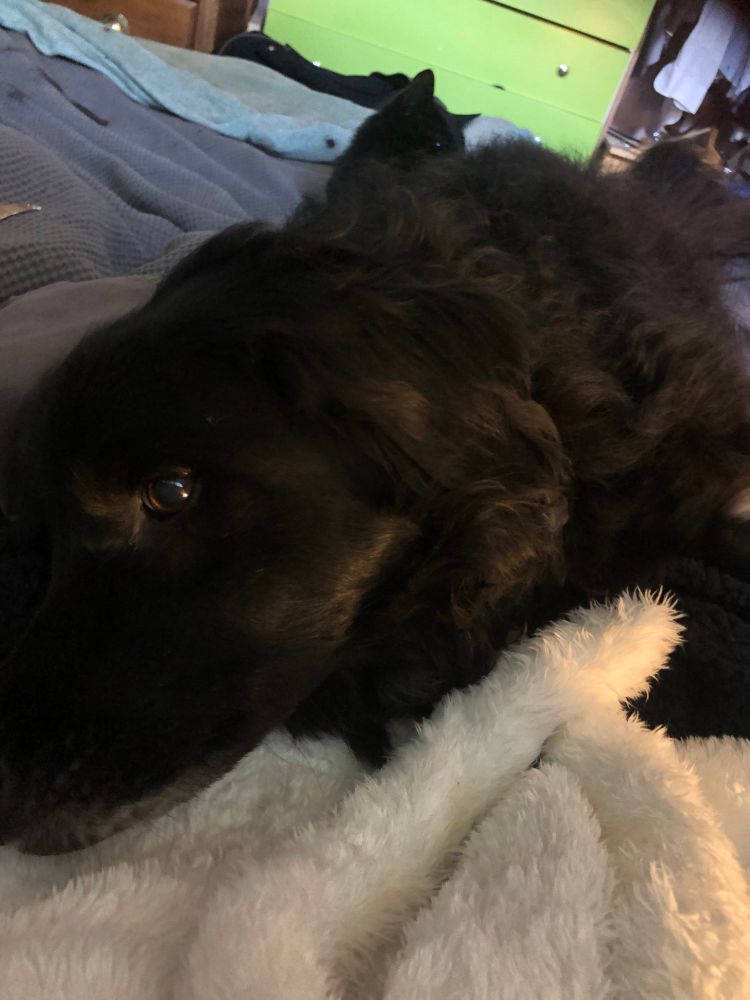 Navi really wanted a cuddle and totally forgot that one of the cats was already there, but he wanted a cuddle and just pretended he wasn’t there. The cat is still looking surprised. Hasn’t moved, but looks surprised