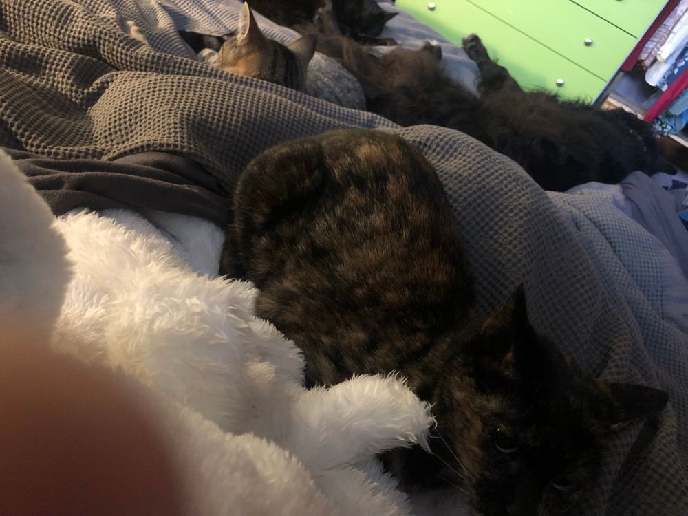 All three cats and the dog as on the bed…..how Mr fitted in here as well seems an impossibility…but it is warm…