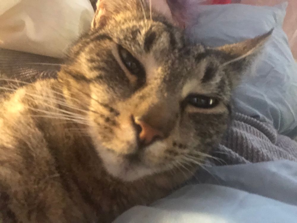 Poppy the cat. Very cute. Little pink nose, spotty and stripy markings…. And completely corrupt….total corruption of cuteness
