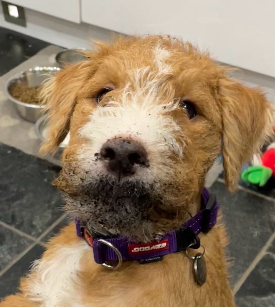 Photo of a Lakeland puppy with soil all around its mouth.