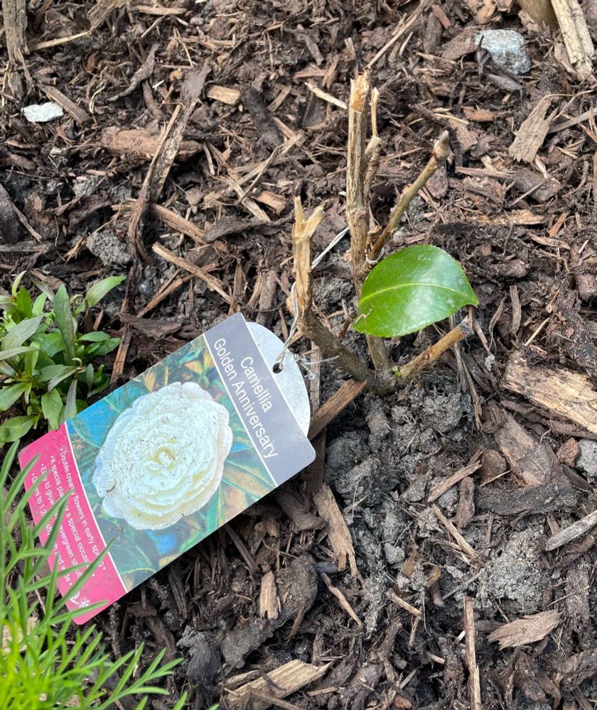 Photo of a once glorious Camellia reduced to a couple of short stumps and one leaf!