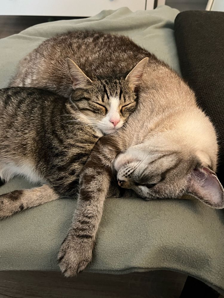 duas gatas tigradas dormindo abraçadas 