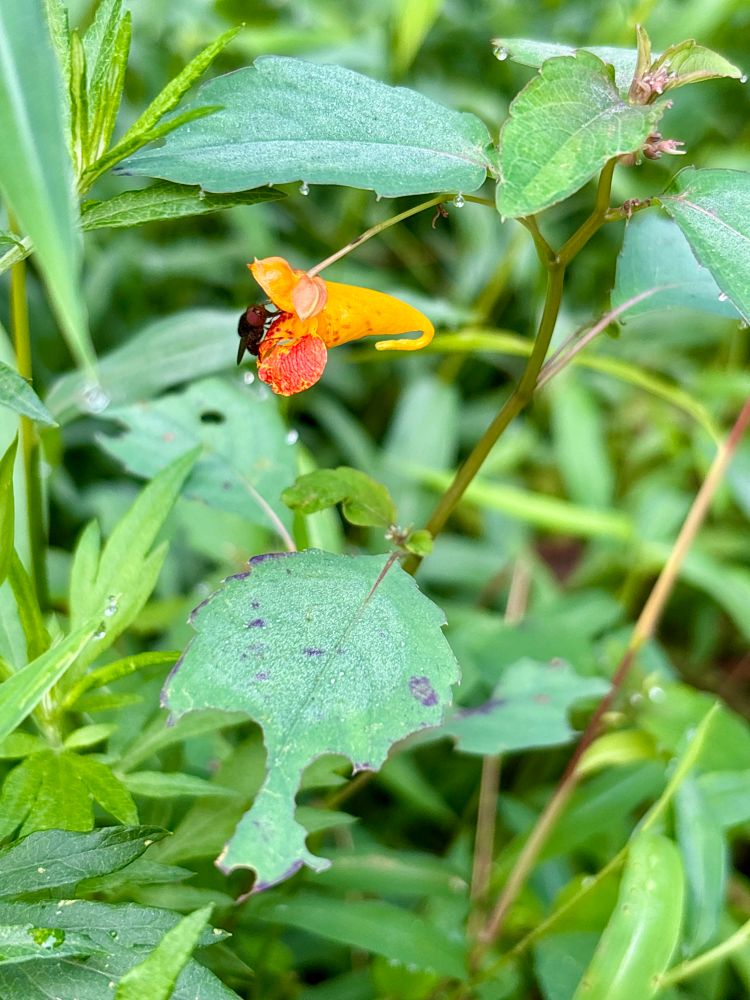 a red-eyed fly sipping nectar from an orange jewel weed flower. the flower is variations orange and cone shaped (sort of looks like a windsock), the background is all green leaves/weeds