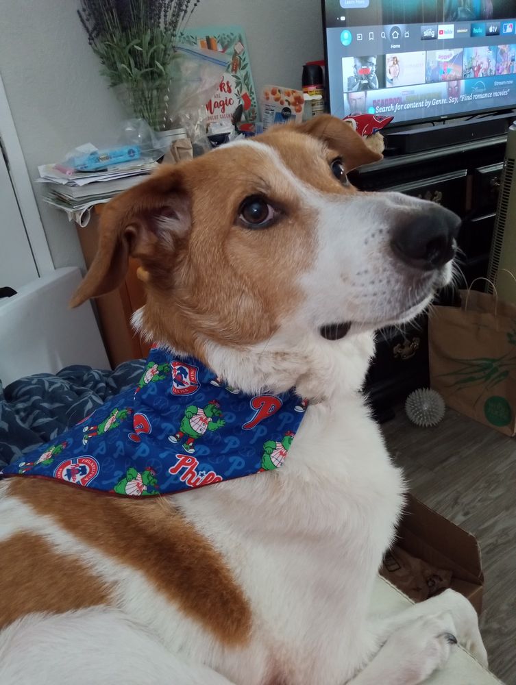 American Pointer wearing a blue bandana with the Phillies logo and the Philly Phanatic 