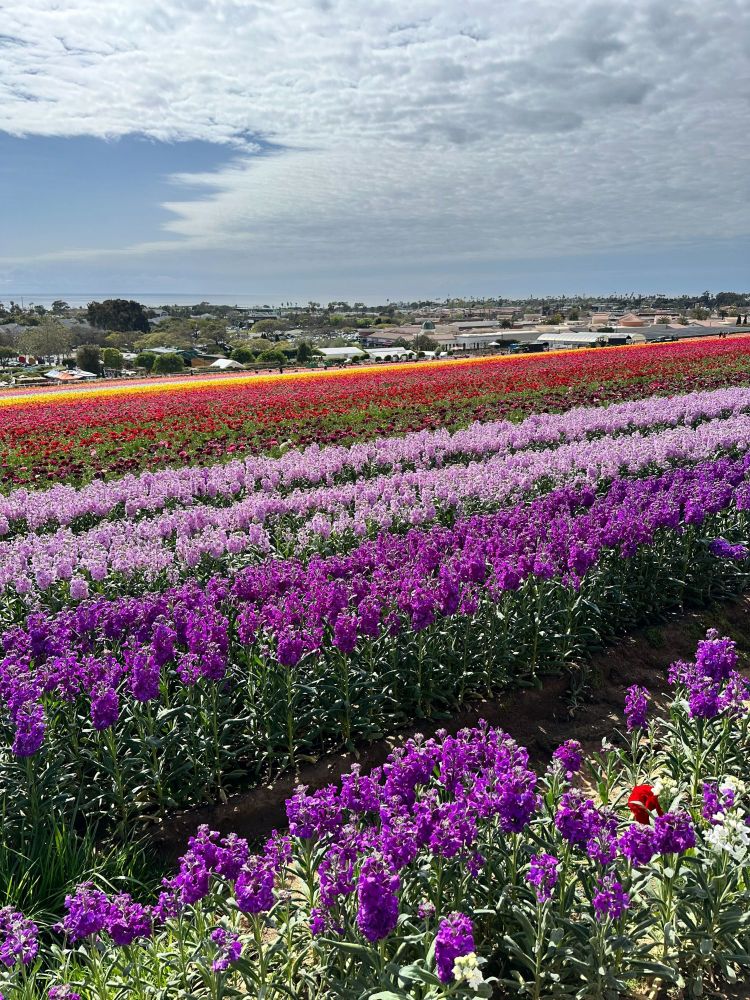 Photos of flowers were taken by a Project Liberty staff member during a drive from Carlsbad to San Diego last month.