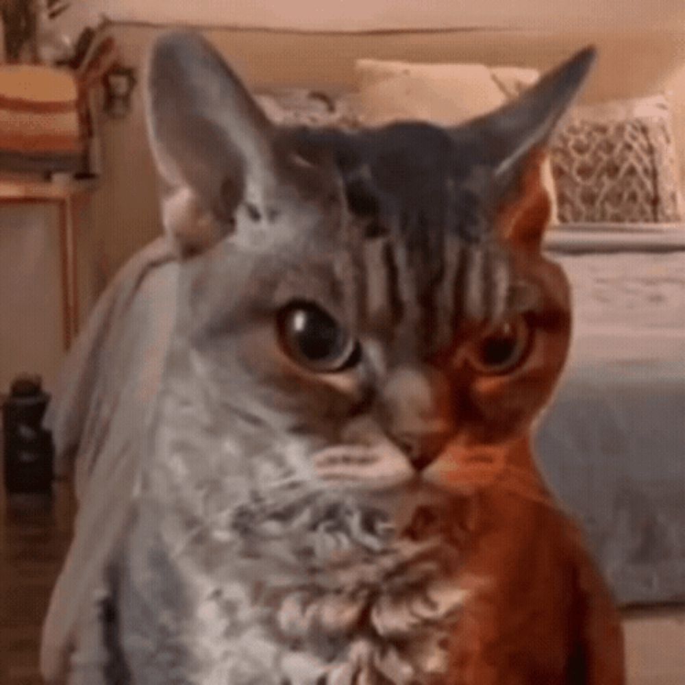 two cats are sitting next to each other in a bedroom looking at the camera