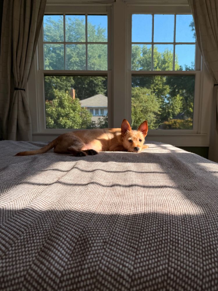 An amber-colored dog with prominent ears lies in a streak of sunlight pouring in from the window. He is perched at the end of a bed on a brown blanket surrounded by windows. 