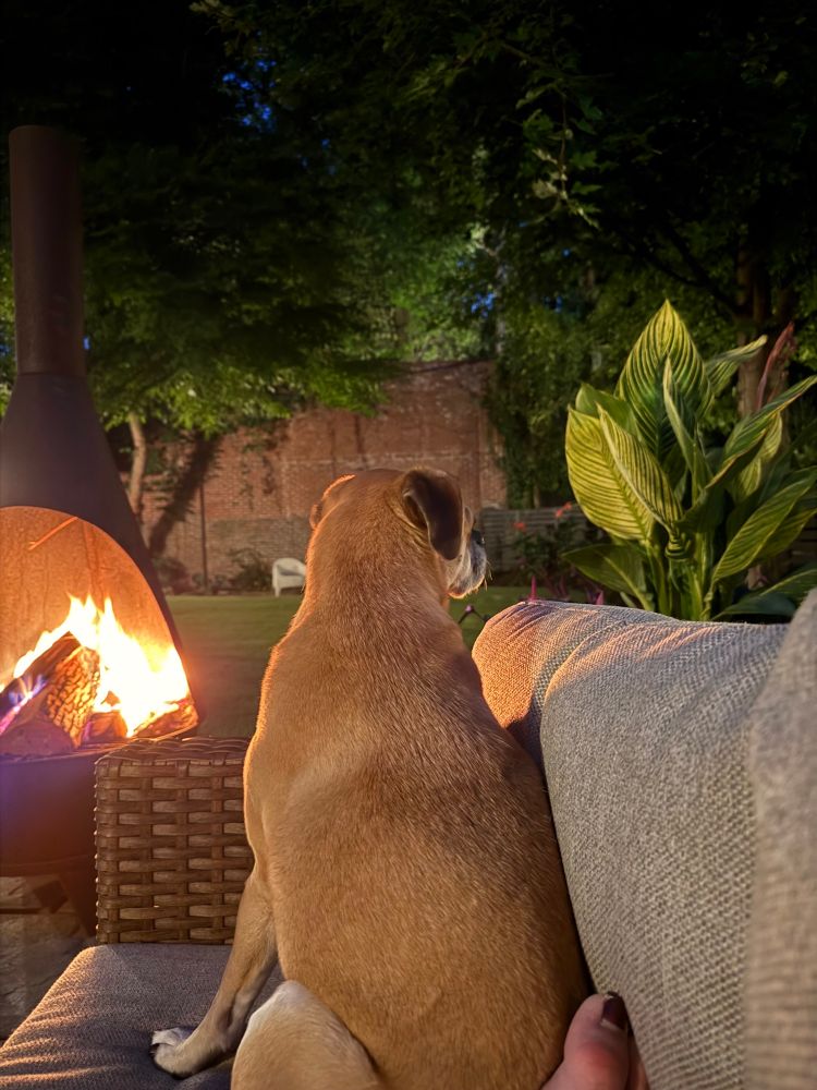A blonde dog sits on an outdoor sectionsl glancing over her shoulder. In the background is fire, can as, and a green backdrop of a yard. 