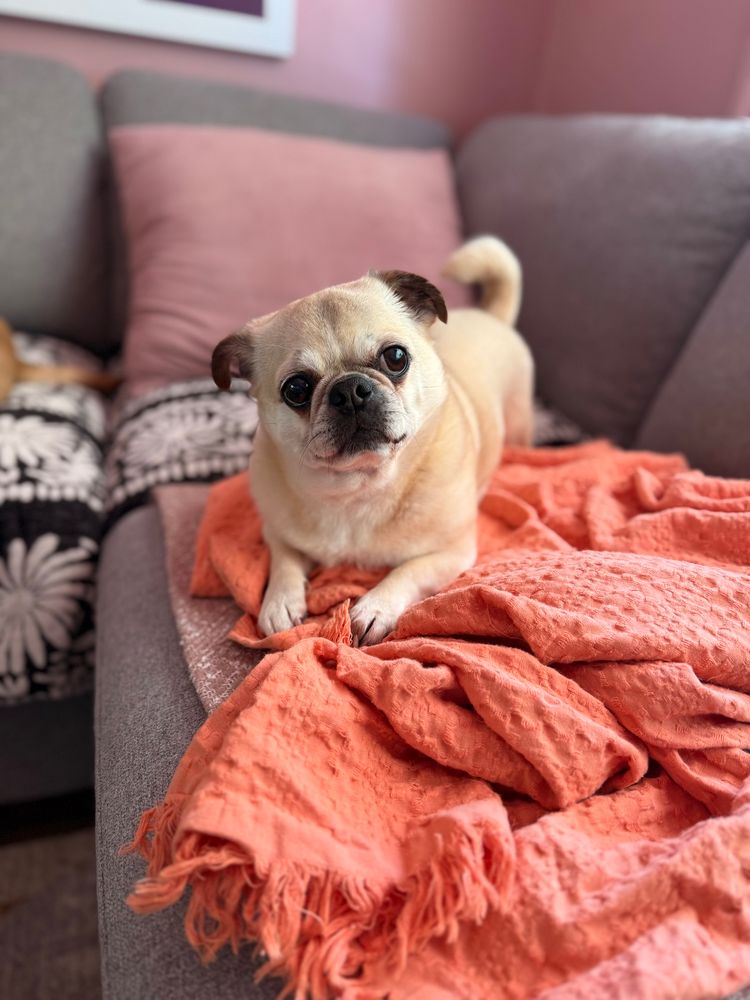 Picture of a blonde pug sitting on a coral blanket. 
