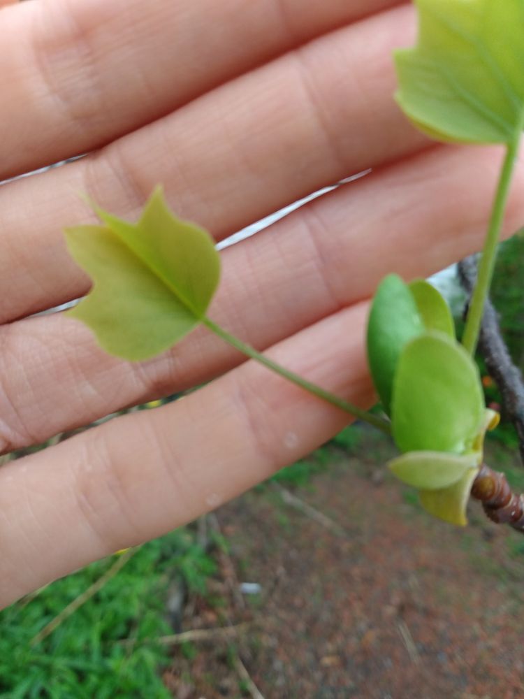 A very small leaf on a tulip tree,  against the background of four fingers of a hand.