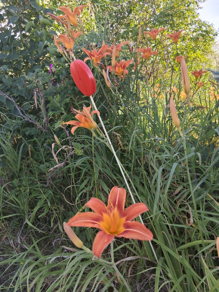 A round orange reflective driveway marker on a thin metal post nestled in tall grass and day lilies.