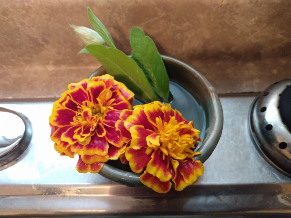 Two marigolds and a budding sage flower in a shallow bowl of water on the back of a kitchen sink.