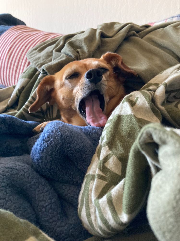 picture of a small dog yawning while ensconced in a blanket palace