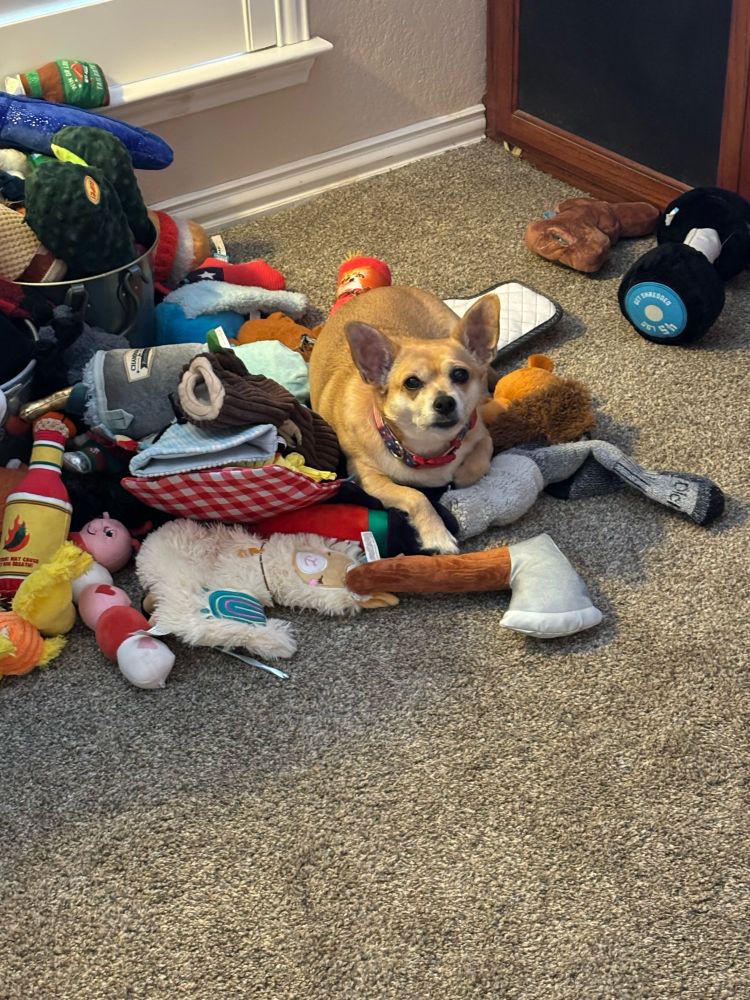 Little dog surrounded by its toys
