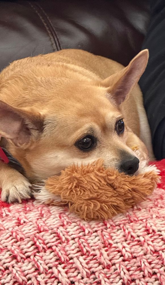 Dog protecting its “woobie”