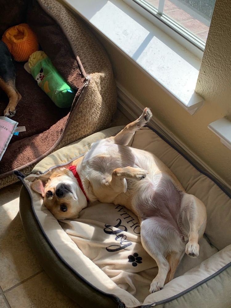 Chihuahua sleeping on it’s back 