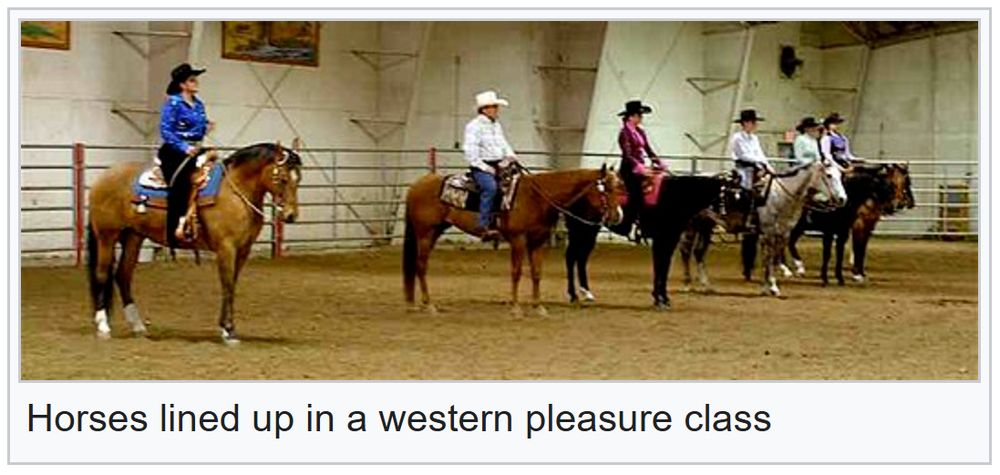 Horses lined up in a western pleasure class