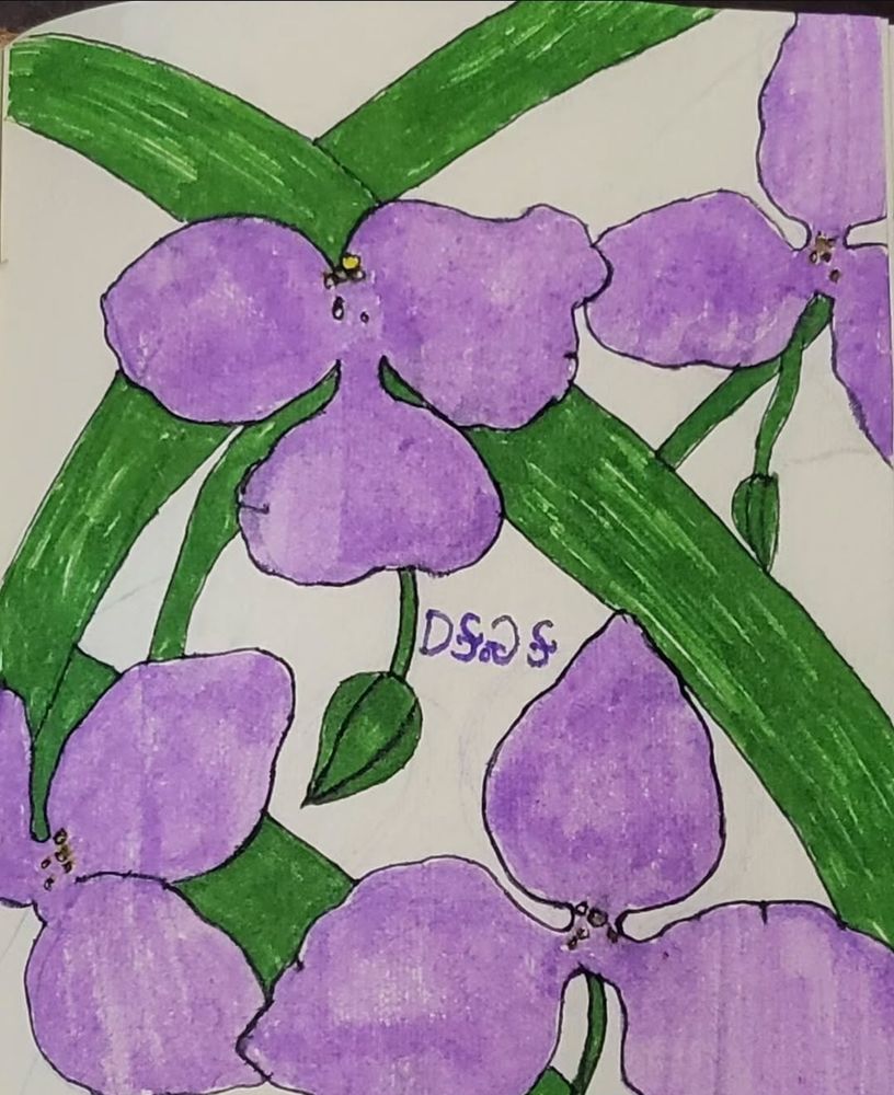 A traditional drawing of purple spiderwort flowers done in marker. 