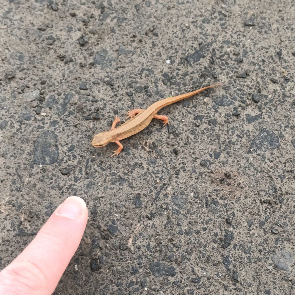 A newt on a footpath.  And my finger, look, it's a newt.