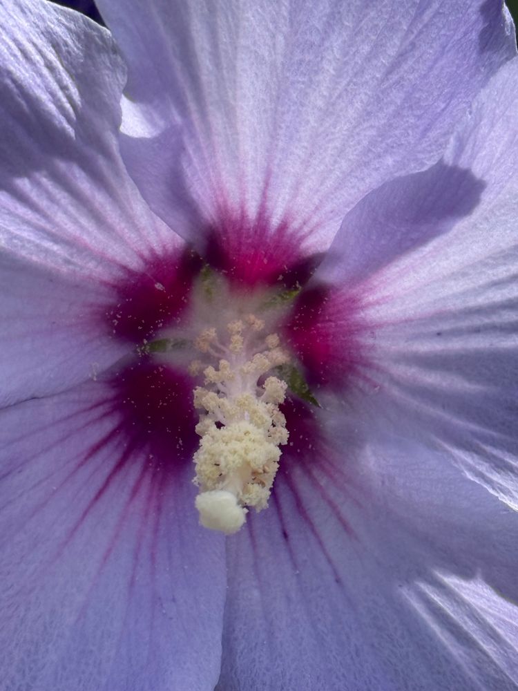 Cœur d’hibiscus. 
—-
C‘est plus joli qu’un ciel nocturne, couvert , uniformément gris.