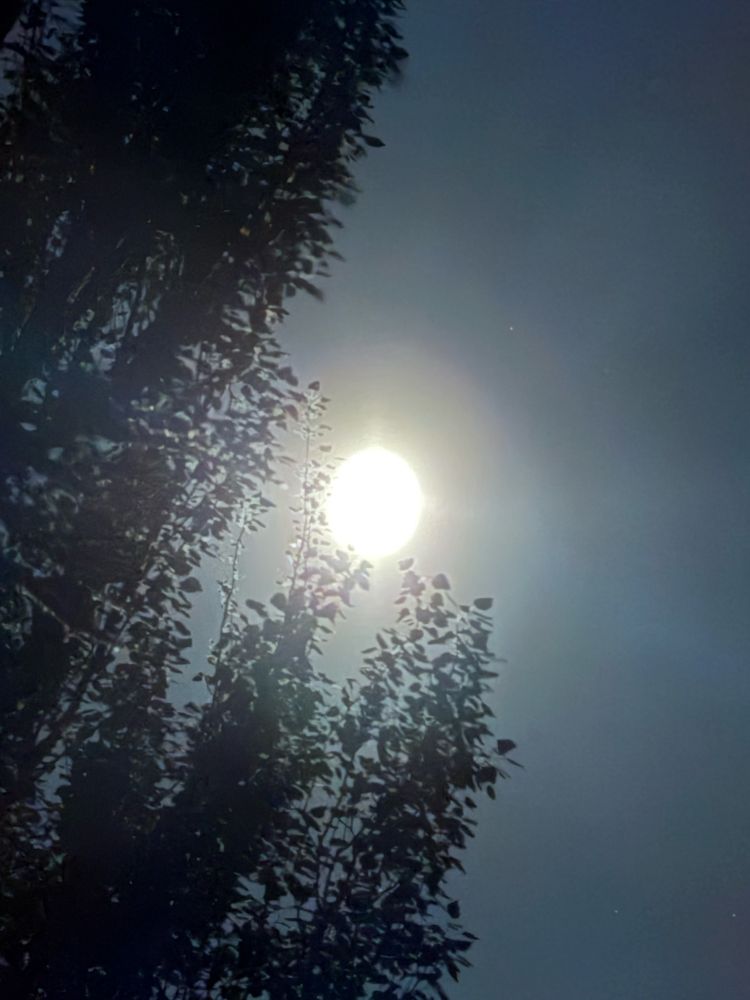 La lune s’était dissimulée derrière l’arbre, elle sort de sa cachette. 