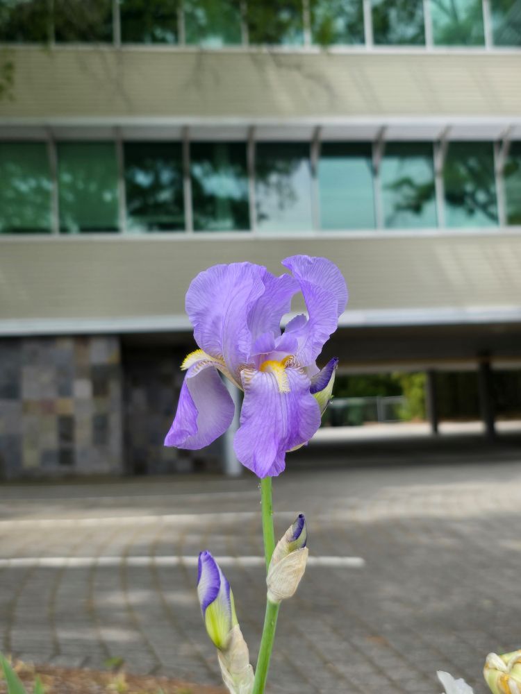 Comment image