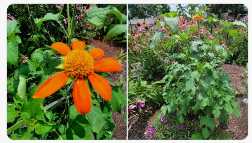 This Week in Gardening & Nature