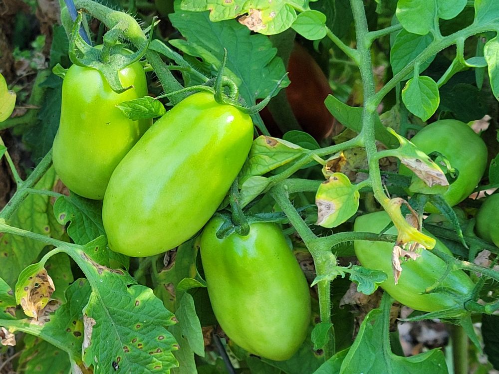 San Marzano Tomatoes on the vine, currently green but soon red, ripe, and ready to be made into sauce