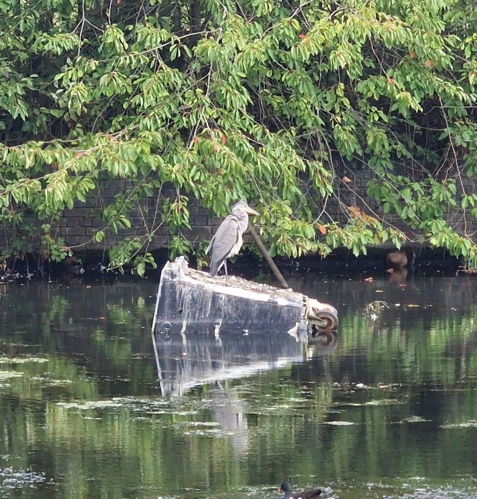 A heron standing on an industrial wheeled bin that has been thrown into a canal.