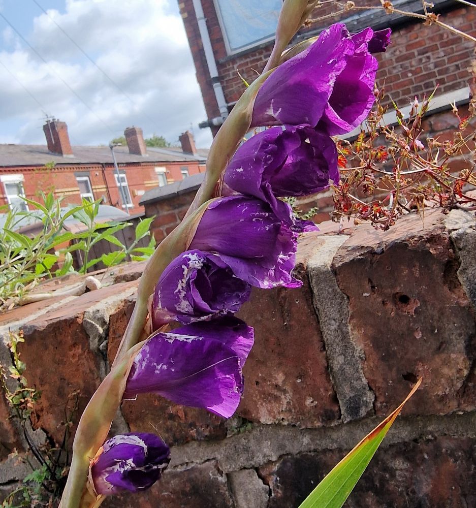 Flowers of a Gladioli, recently opened.